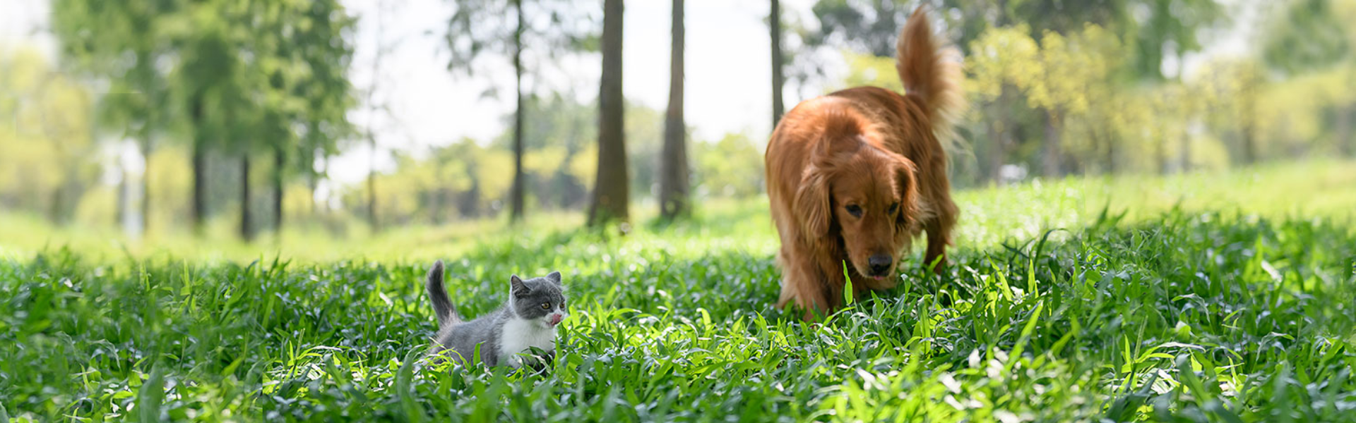 Nervous System & Liver Support